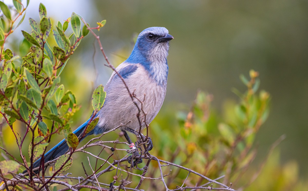 Florida Scrub-Jay - ML630097199