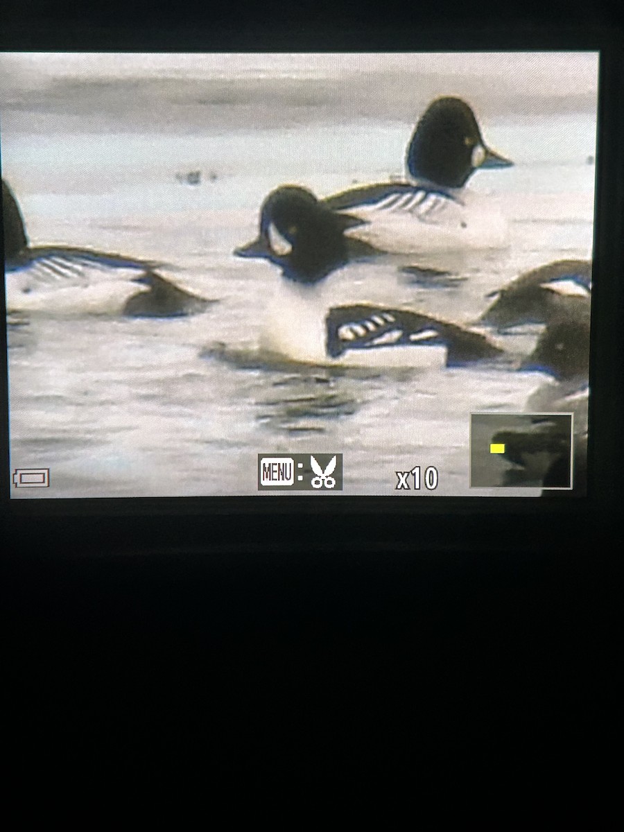 Barrow's Goldeneye - ML630097206