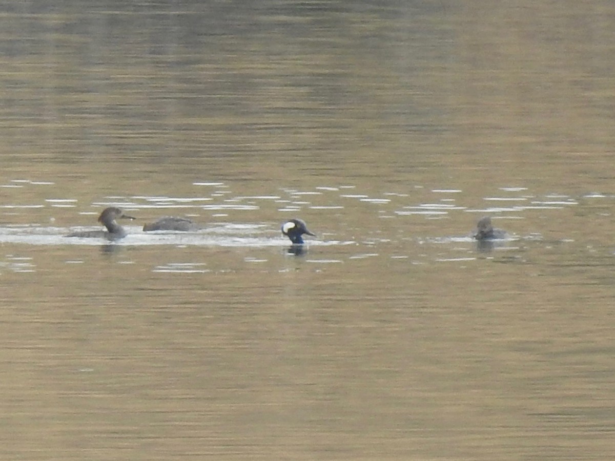 Zerra buruhandia - ML630097751