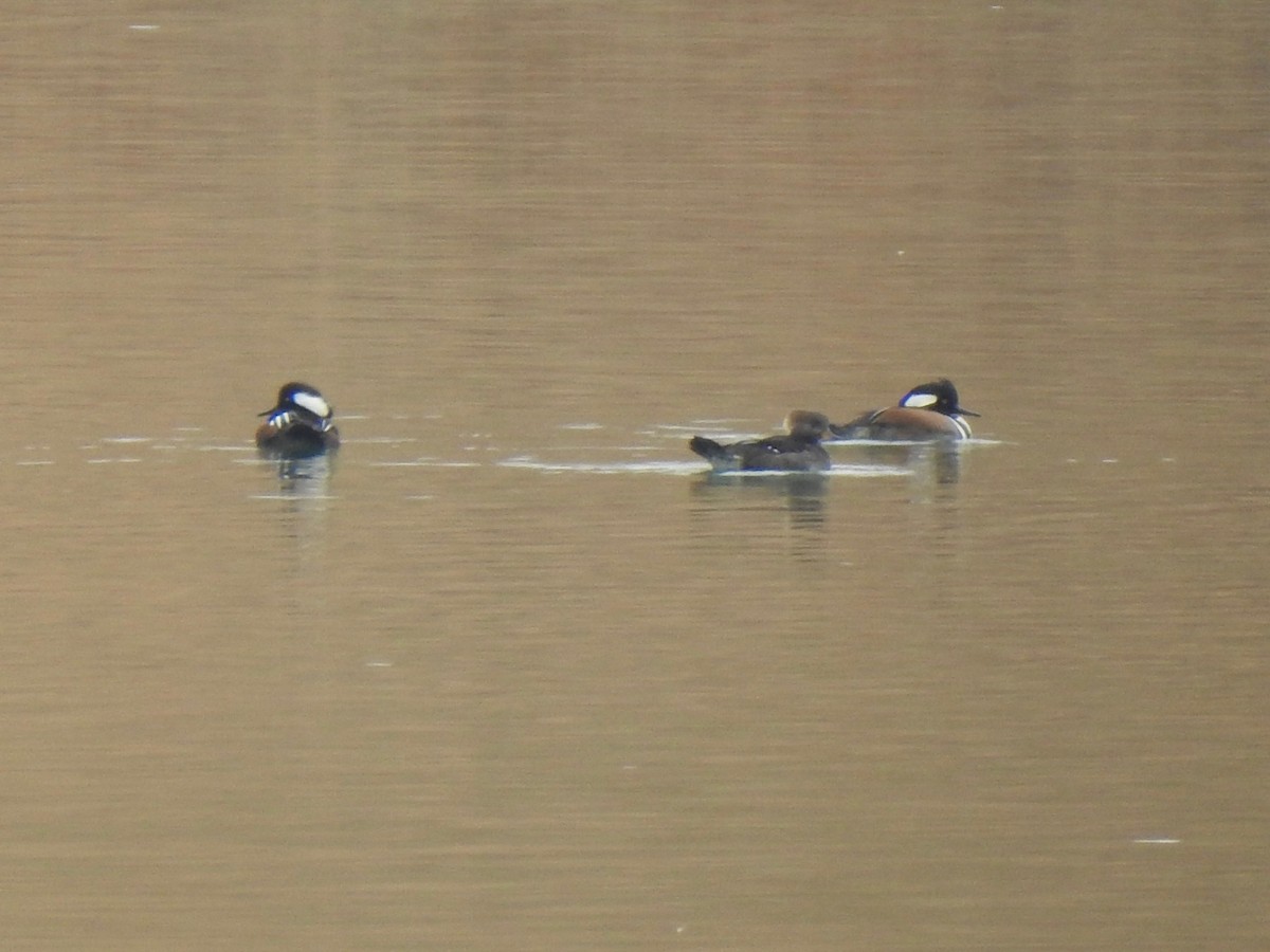 Zerra buruhandia - ML630097752