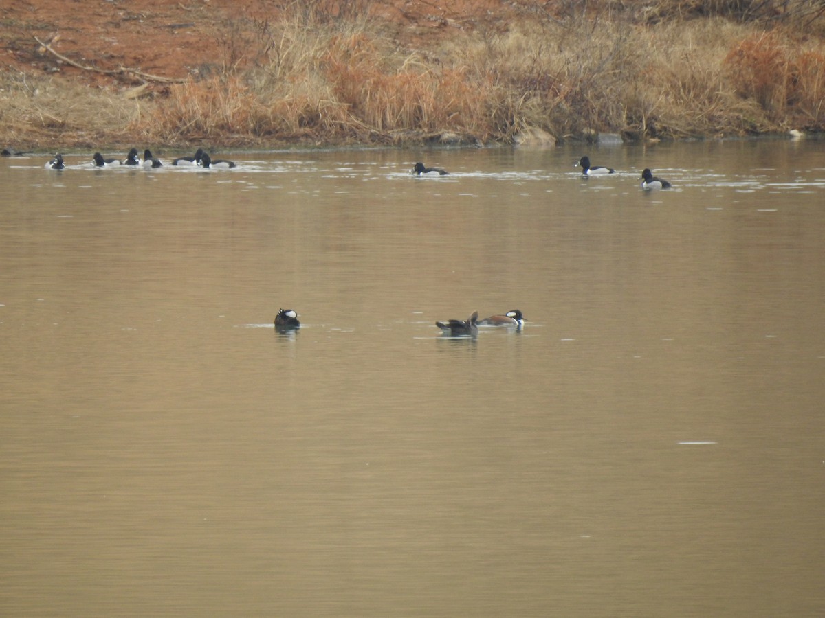 Zerra buruhandia - ML630097754