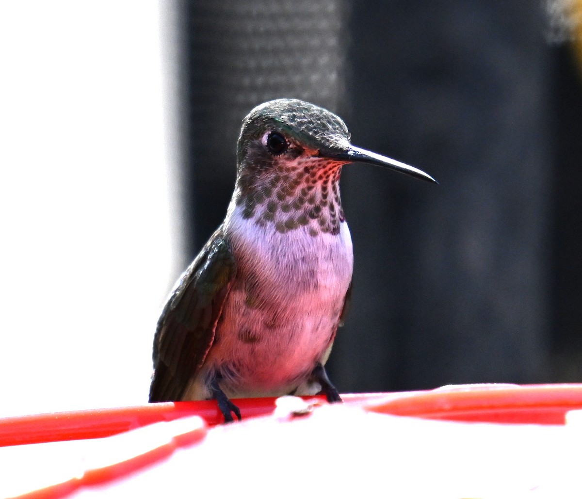 Broad-tailed Hummingbird - ML630098112