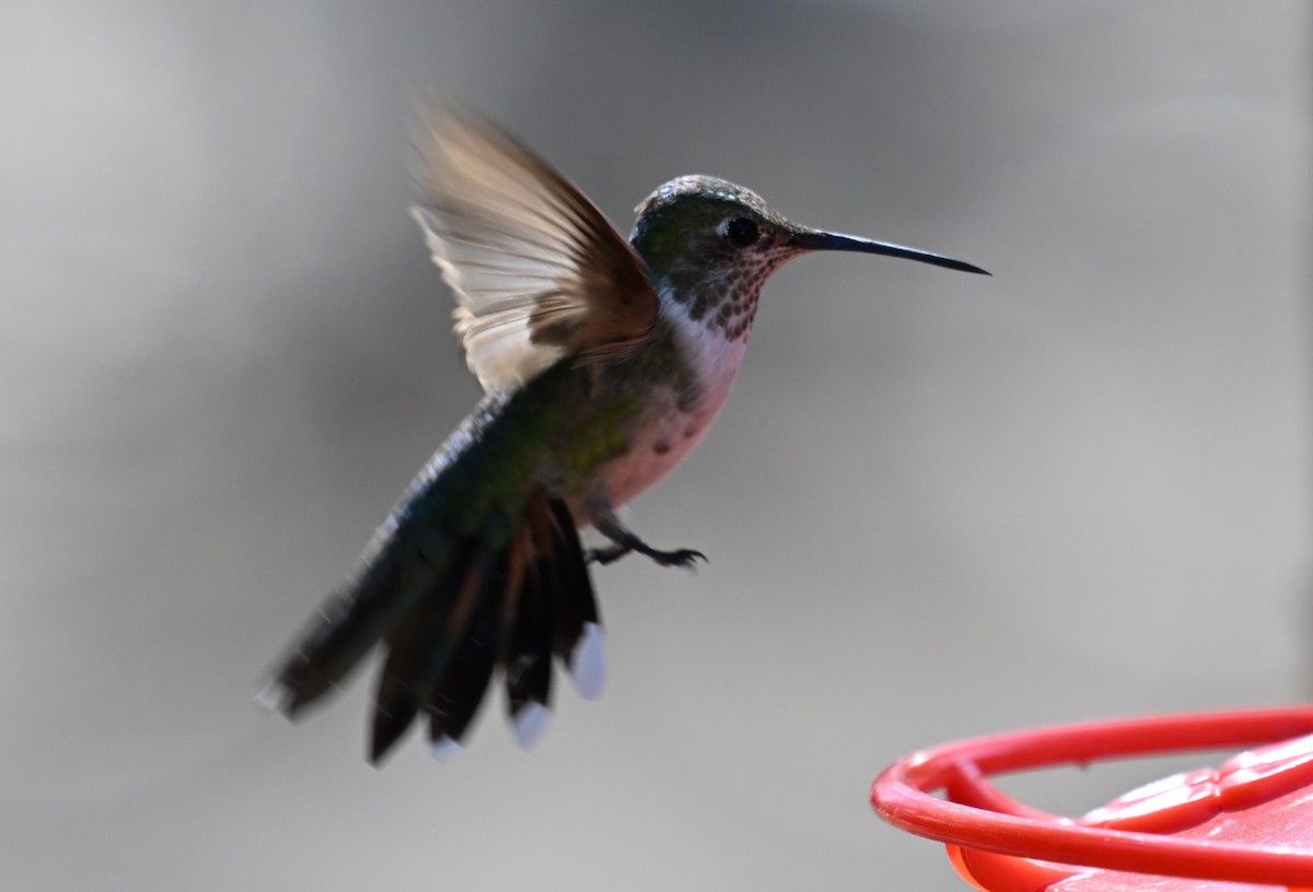 Broad-tailed Hummingbird - ML630098113