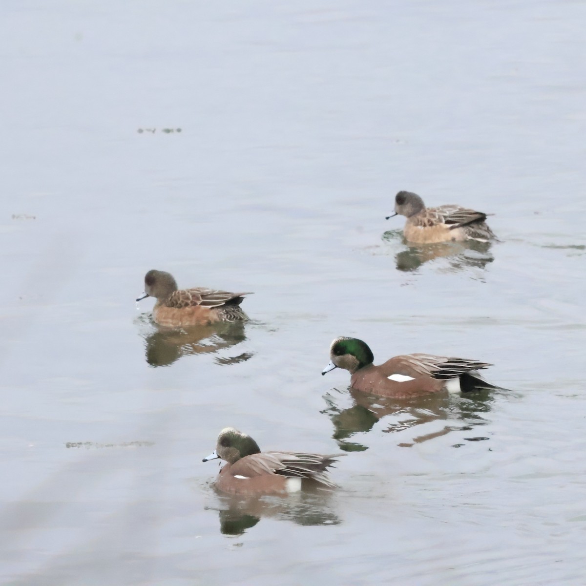 American Wigeon - ML630098125