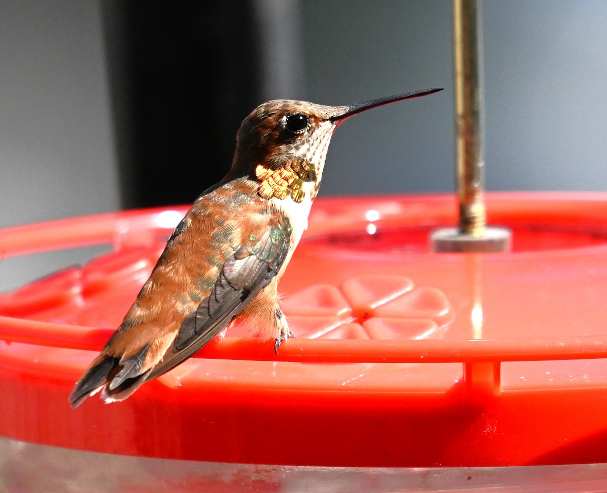 Rufous Hummingbird - ML630098174