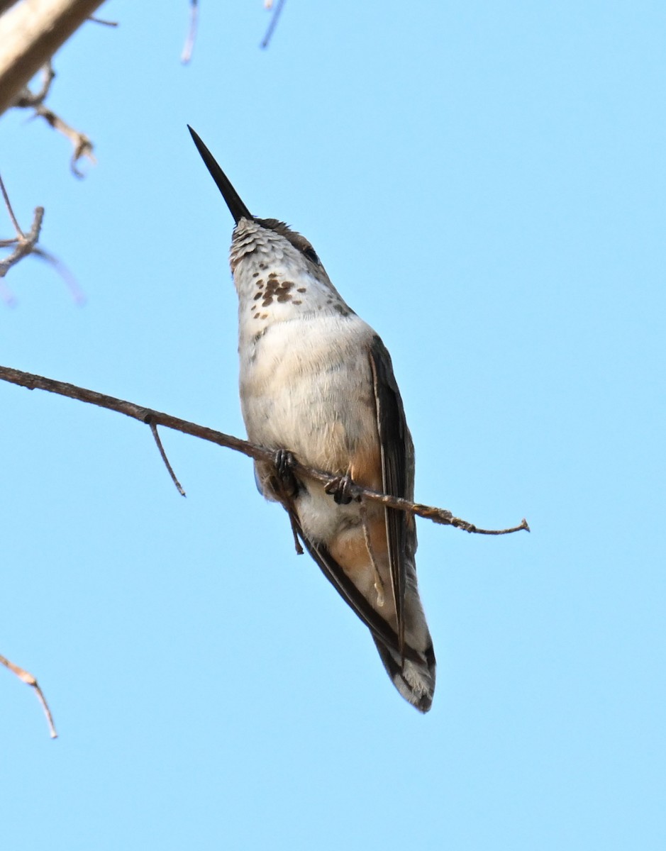 Rufous/Allen's Hummingbird - ML630098202