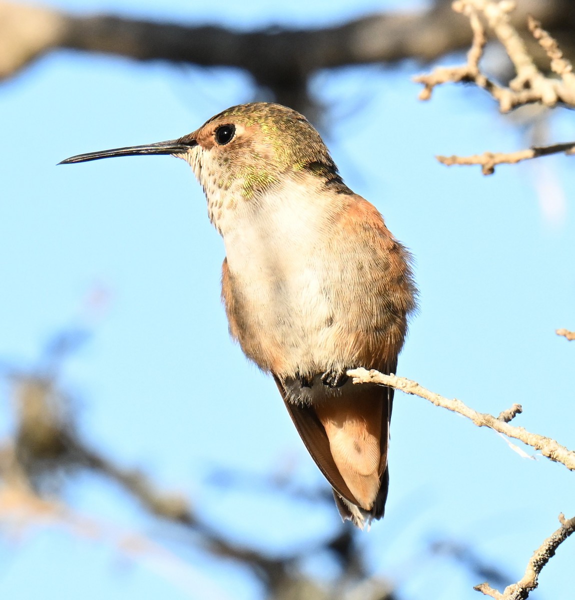 Rufous/Allen's Hummingbird - ML630098203