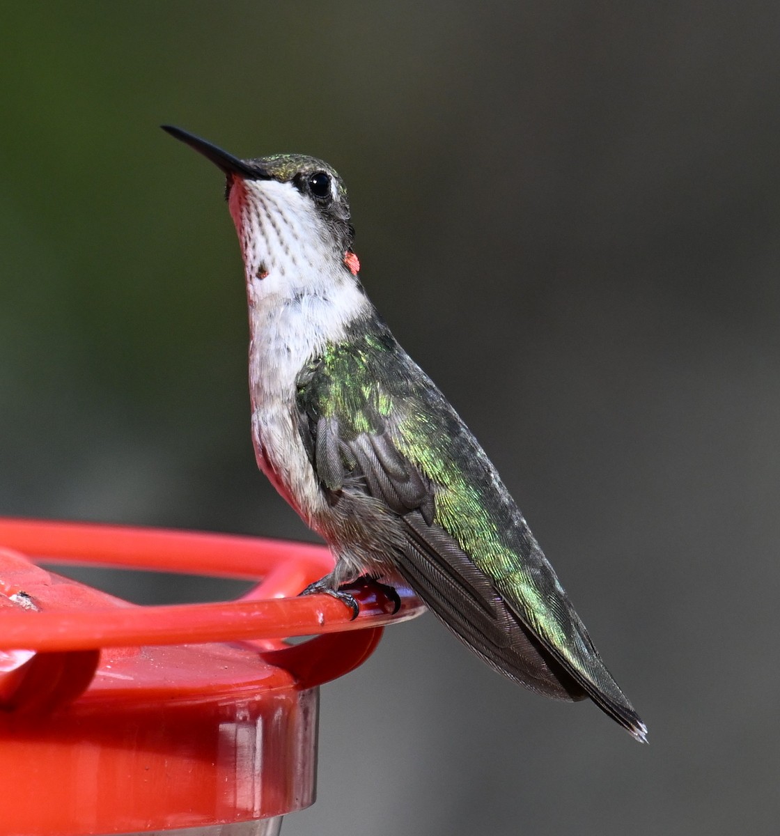 Ruby-throated Hummingbird - ML630098275