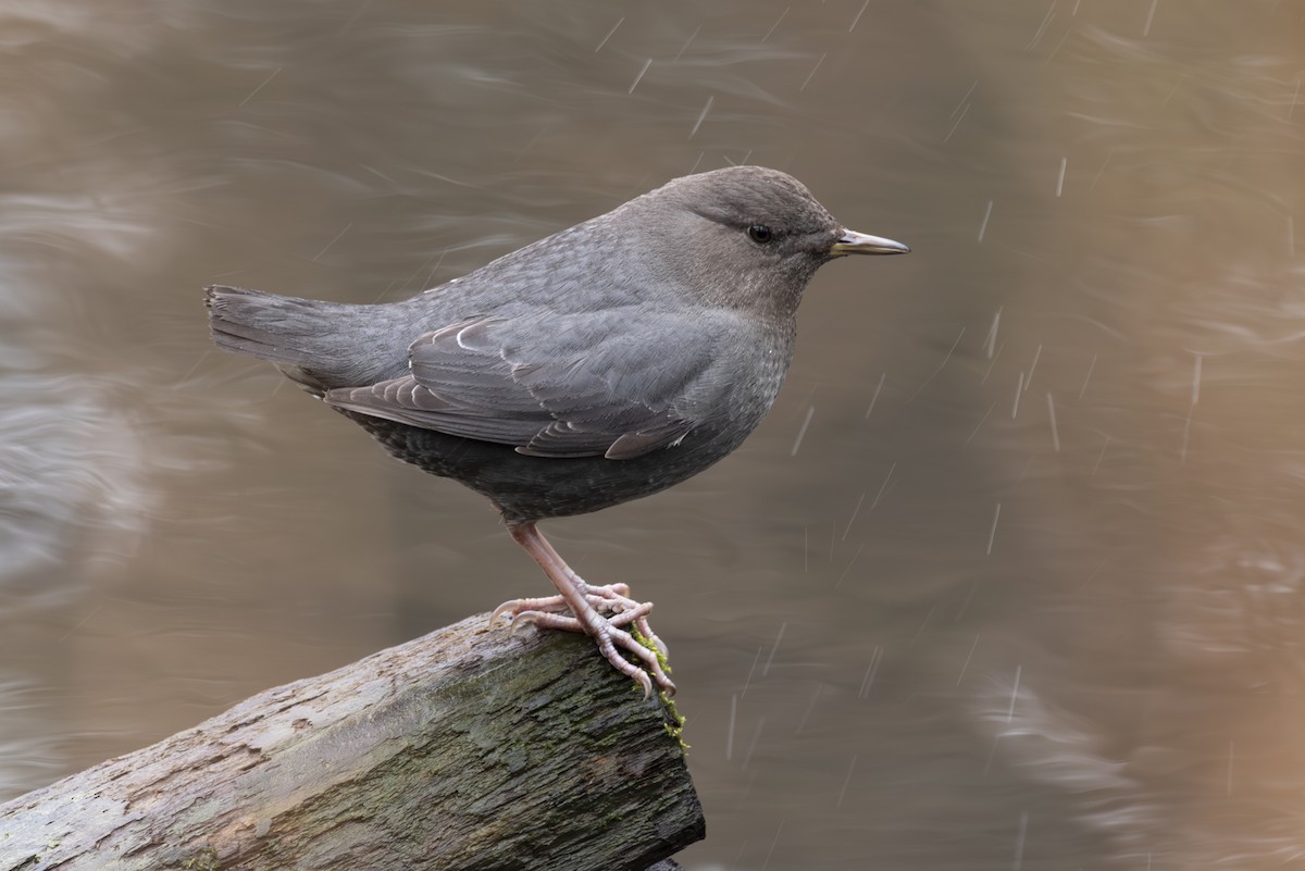 American Dipper - ML630098291