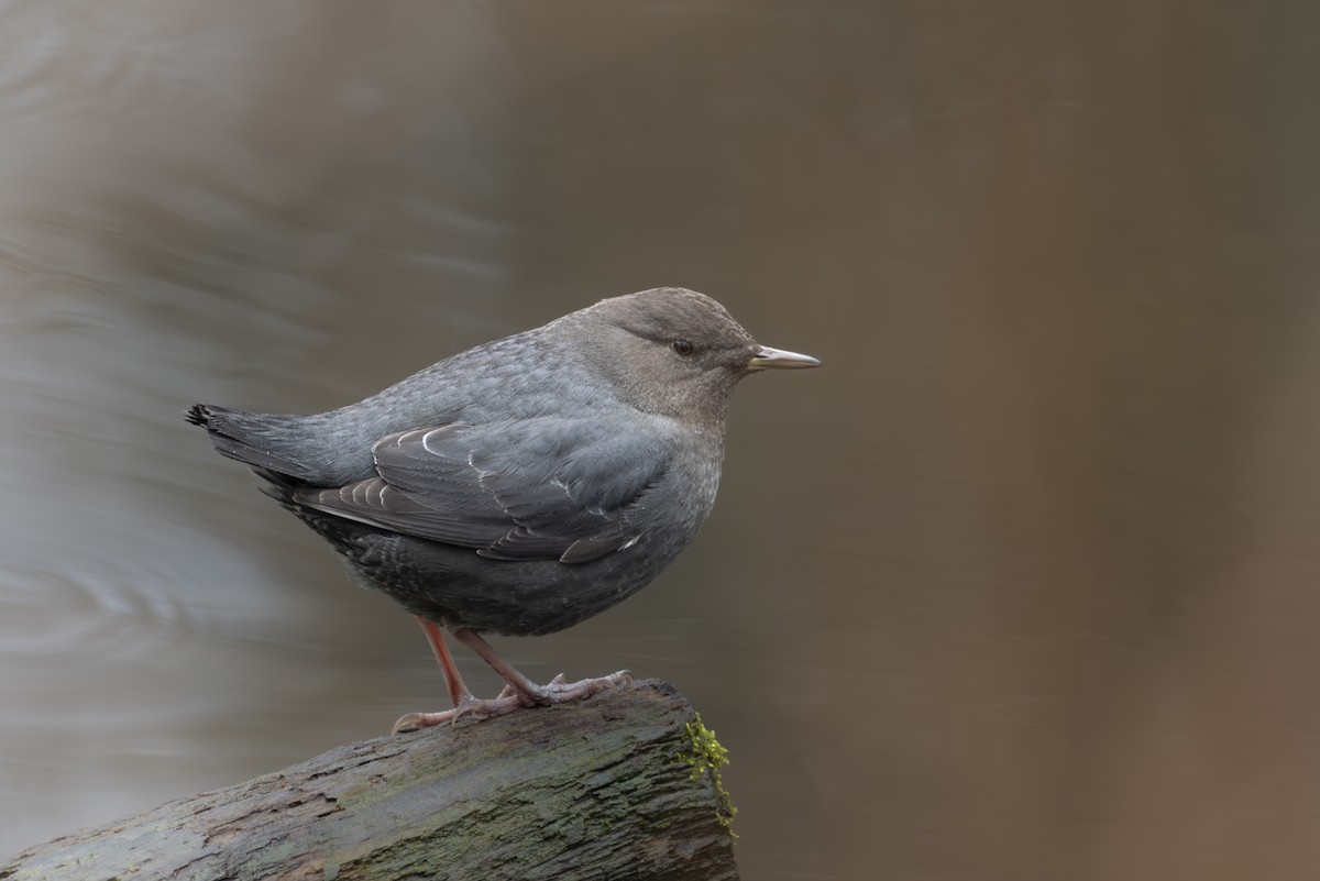 American Dipper - ML630098292