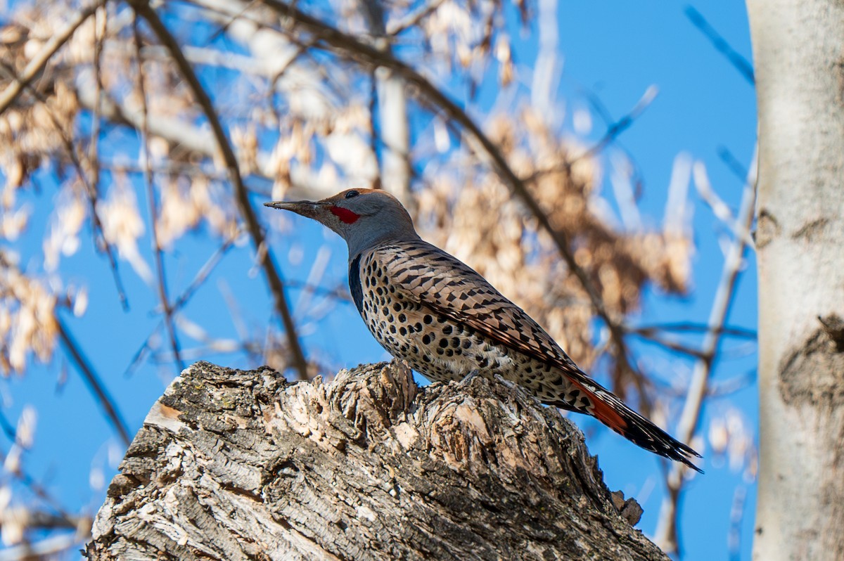 Northern Flicker - ML630098314