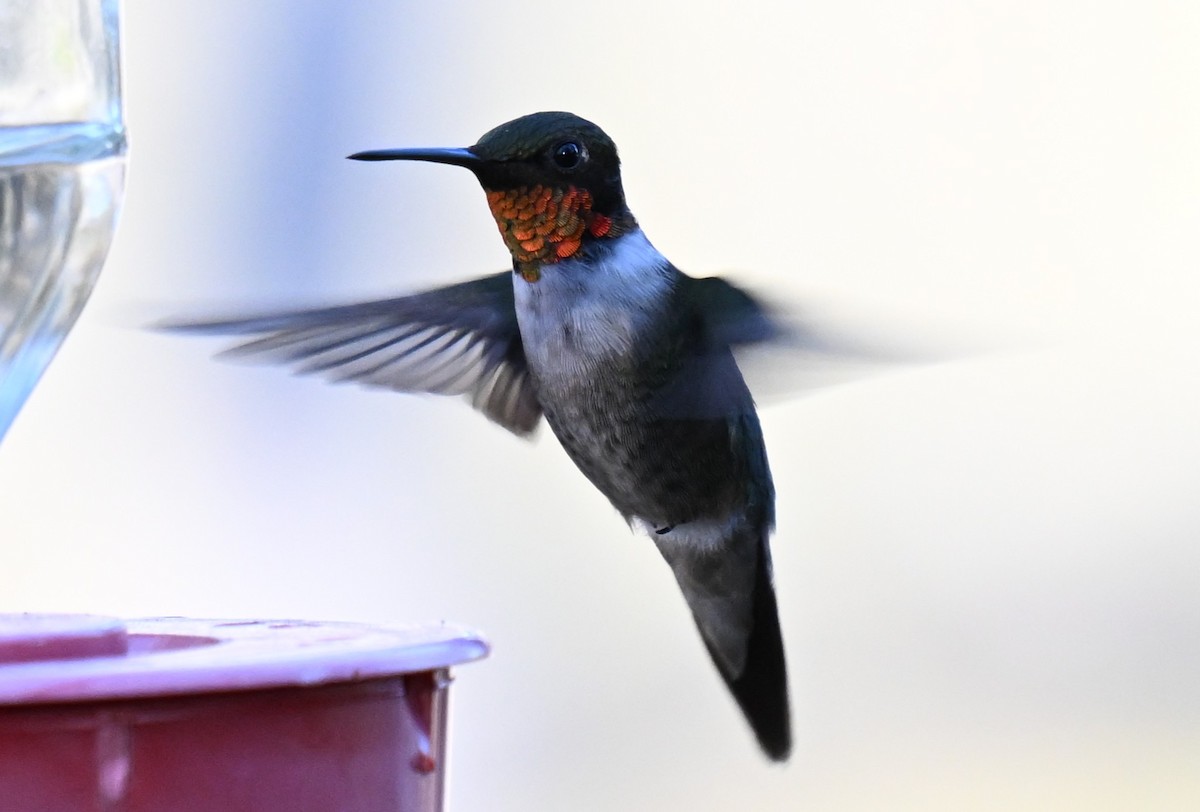 Ruby-throated Hummingbird - ML630098350