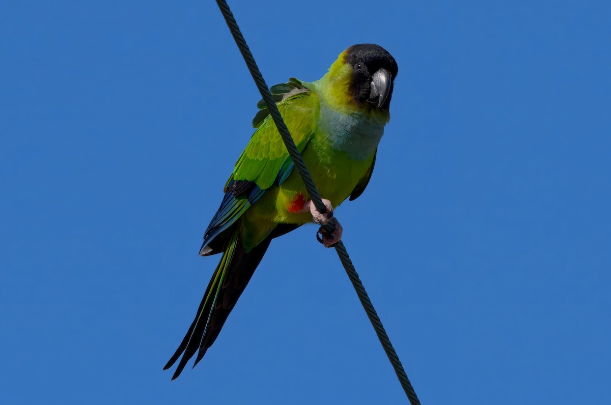 Nanday Parakeet - ML630098396