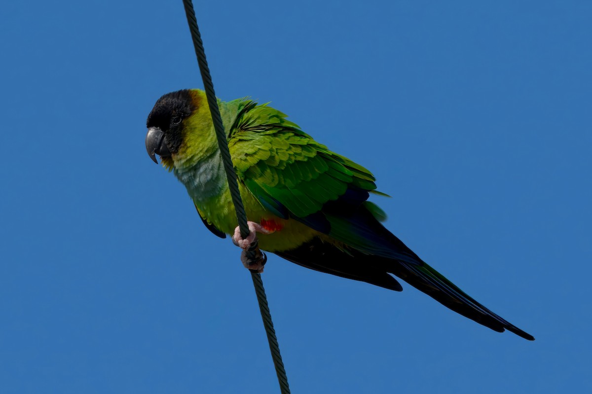 Nanday Parakeet - ML630098397