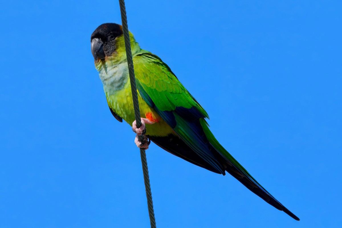 Nanday Parakeet - ML630098398