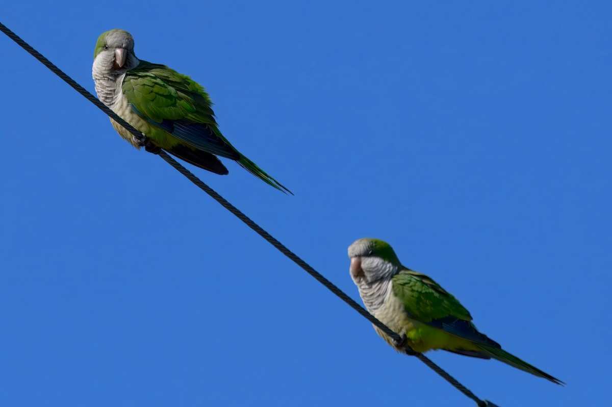 Monk Parakeet - ML630098404