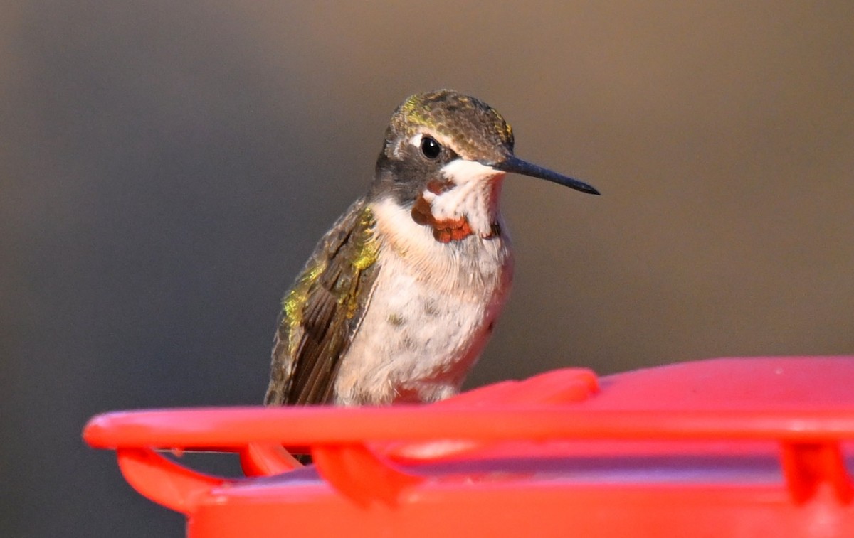 Ruby-throated Hummingbird - ML630098408