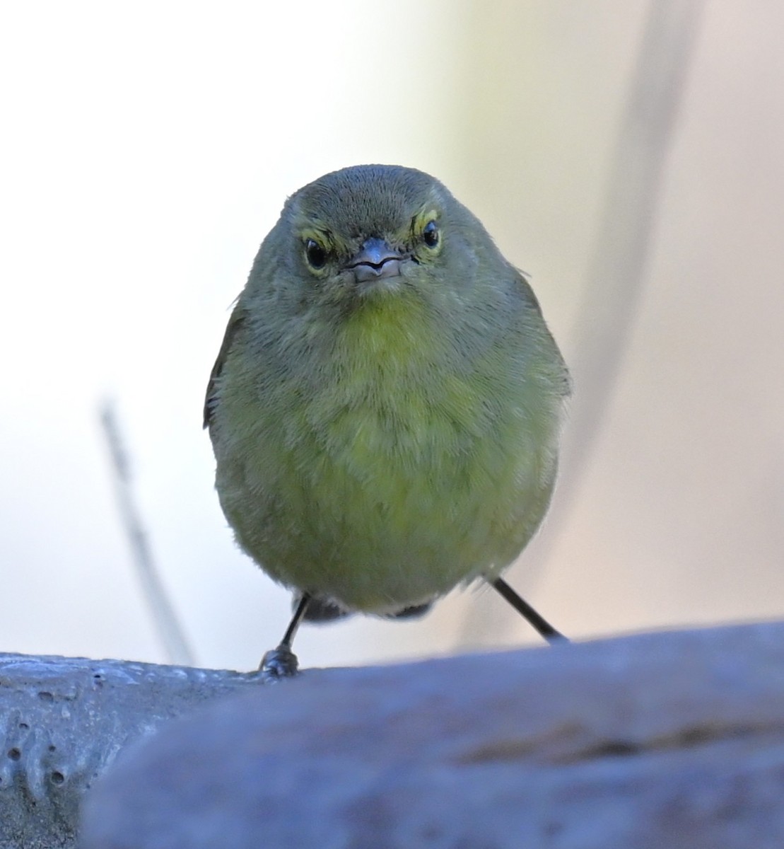 Orange-crowned Warbler - ML630098452
