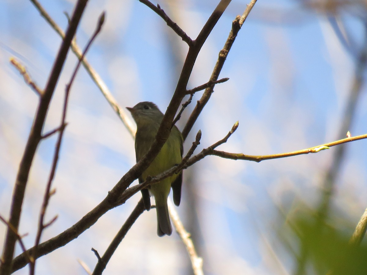 Hammond's Flycatcher - ML630098456