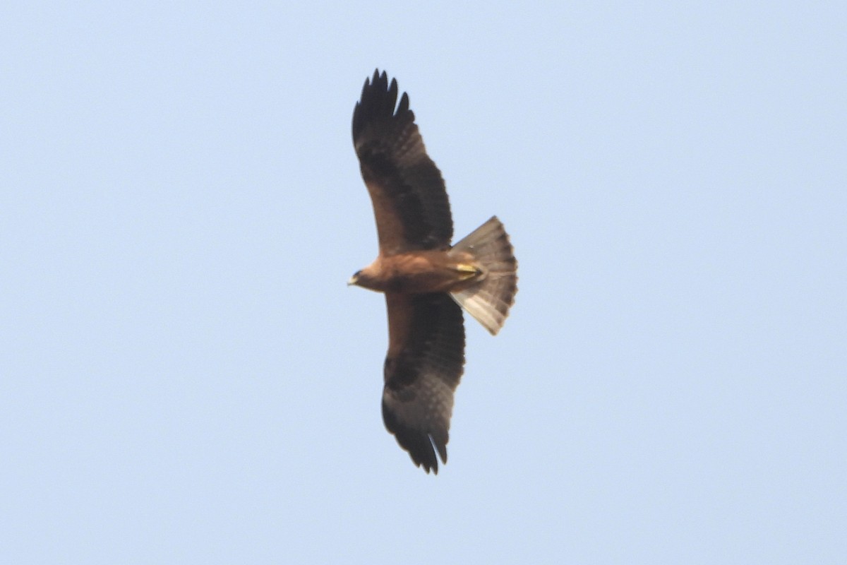 Aquila minore - ML630098863