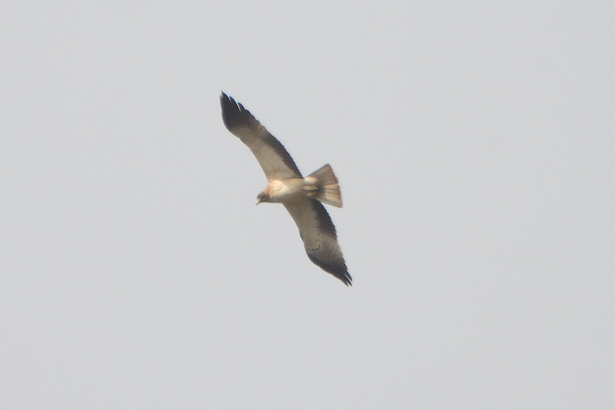 Aquila minore - ML630098864