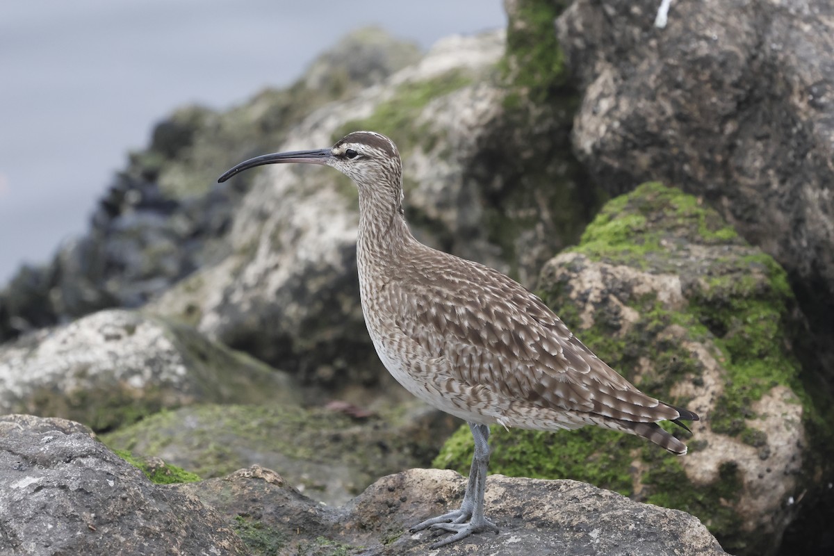 Whimbrel - ML630099413