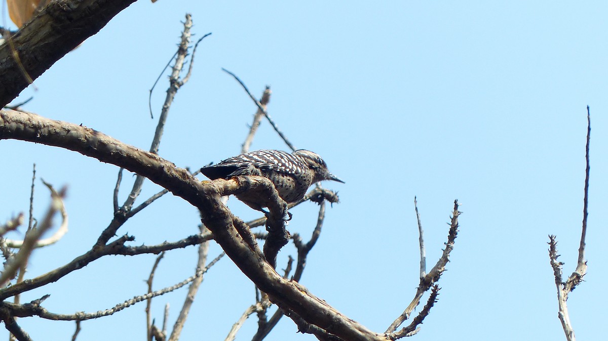Ladder-backed Woodpecker - ML630099575