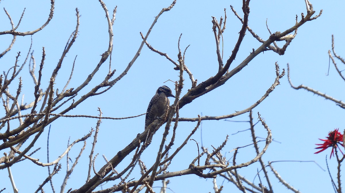 Ladder-backed Woodpecker - ML630099576