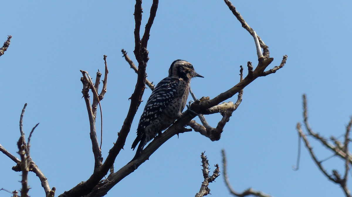 Ladder-backed Woodpecker - ML630099577