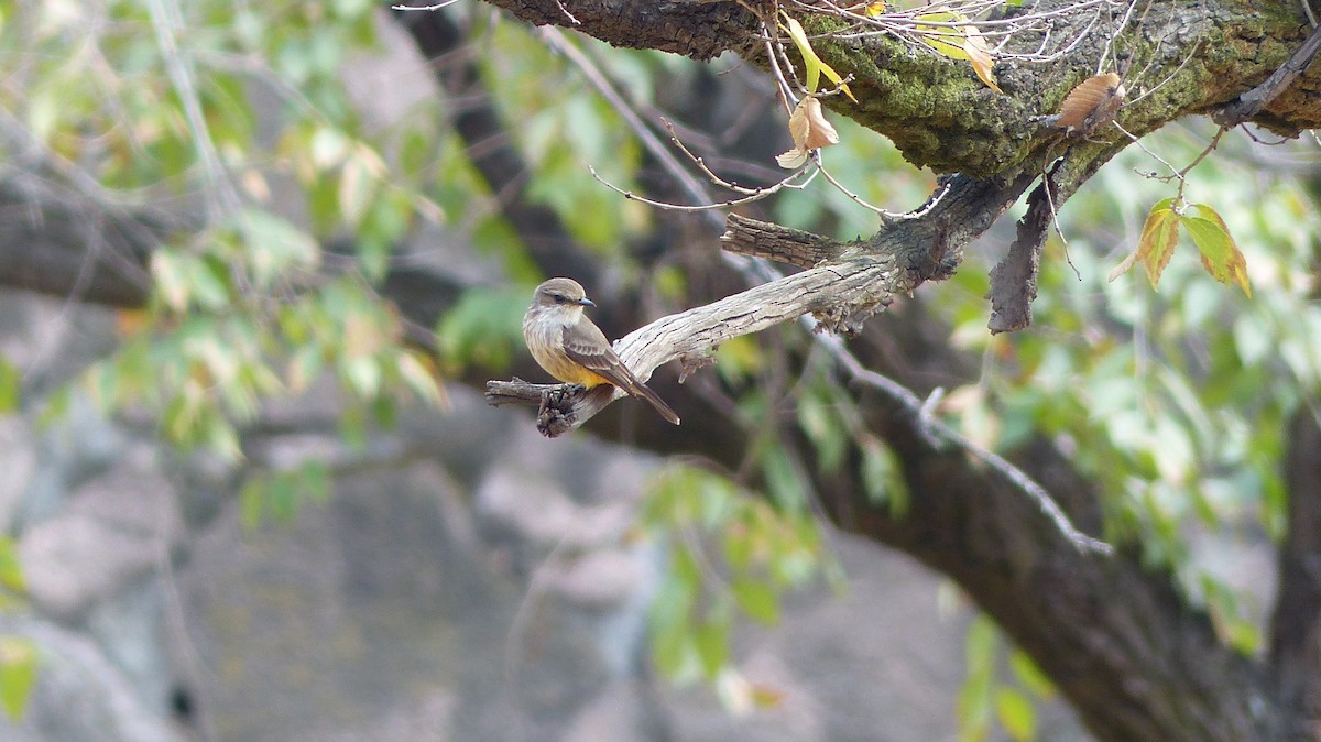 Vermilion Flycatcher - ML630099633