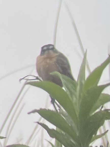 Gray-backed Tachuri - ML630099666