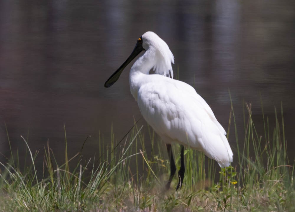 Royal Spoonbill - ML630099680