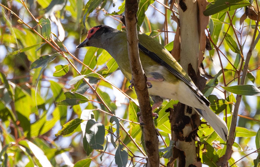 Australasian Figbird - ML630099739
