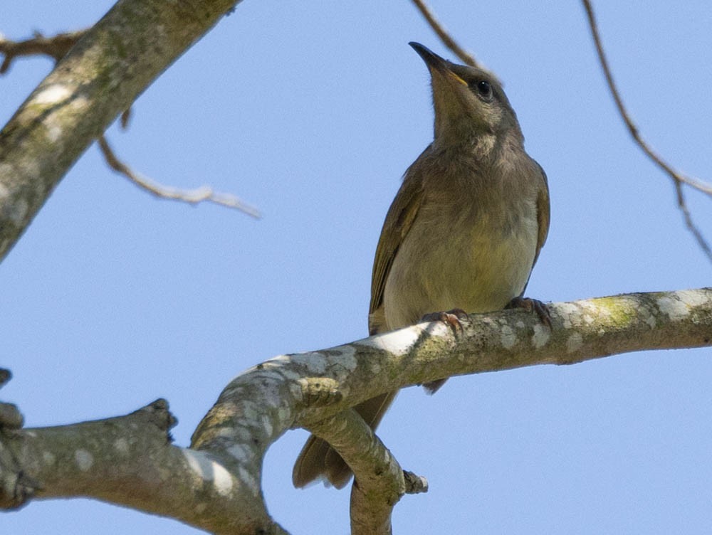Brown Honeyeater - ML630099766