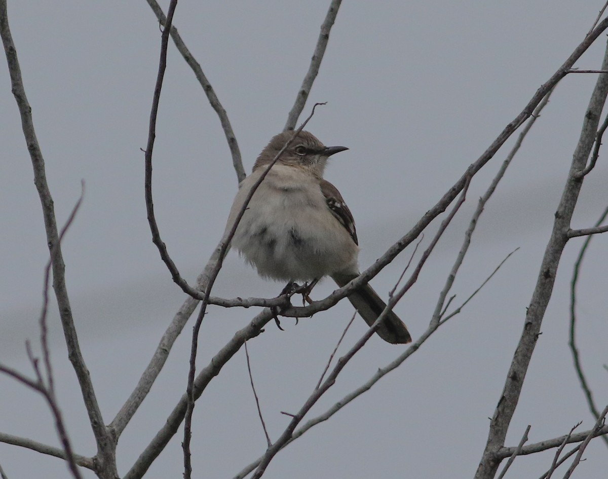 Northern Mockingbird - ML630099770