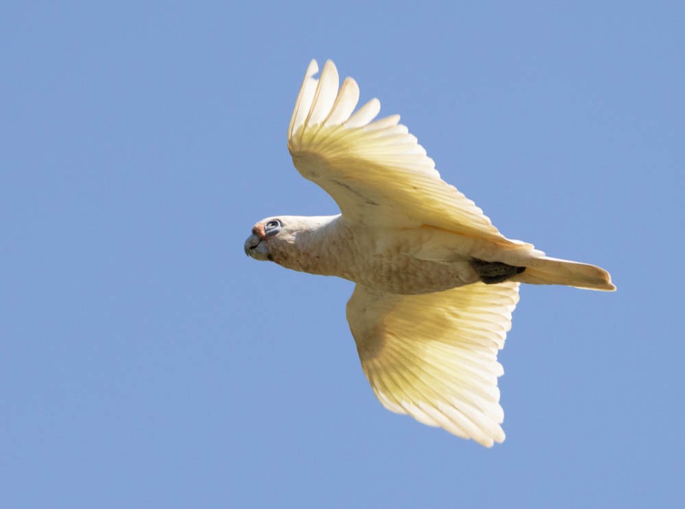 Little Corella - ML630099781