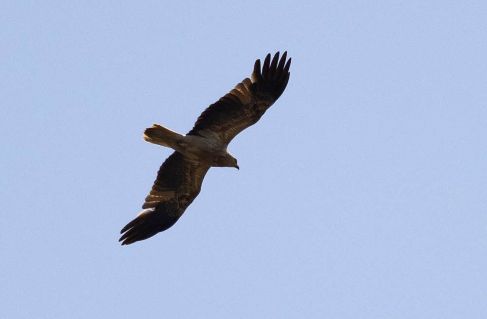 Whistling Kite - ML630099799