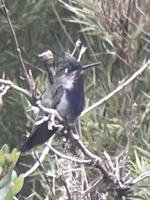 Green-crowned Plovercrest - ML630099877
