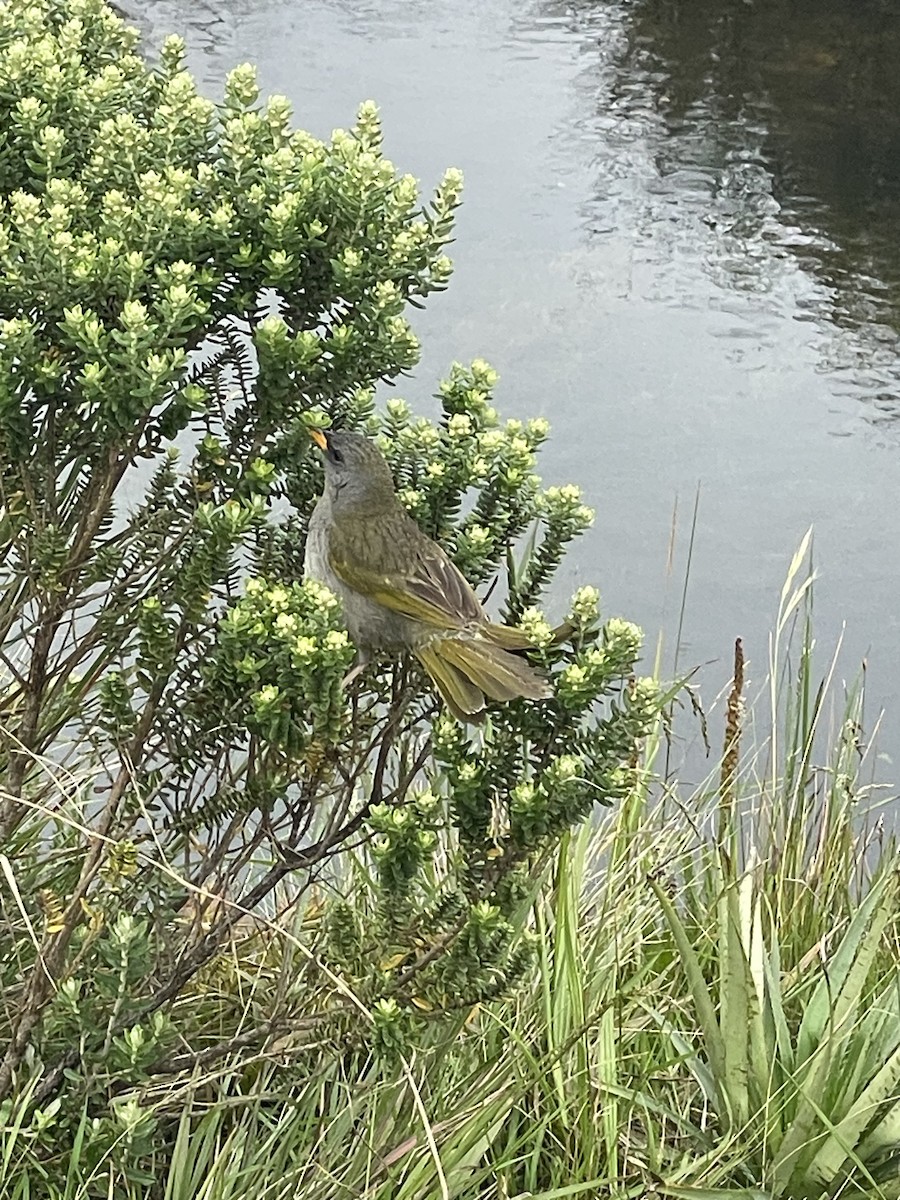 Great Pampa-Finch (Eastern) - ML630099903