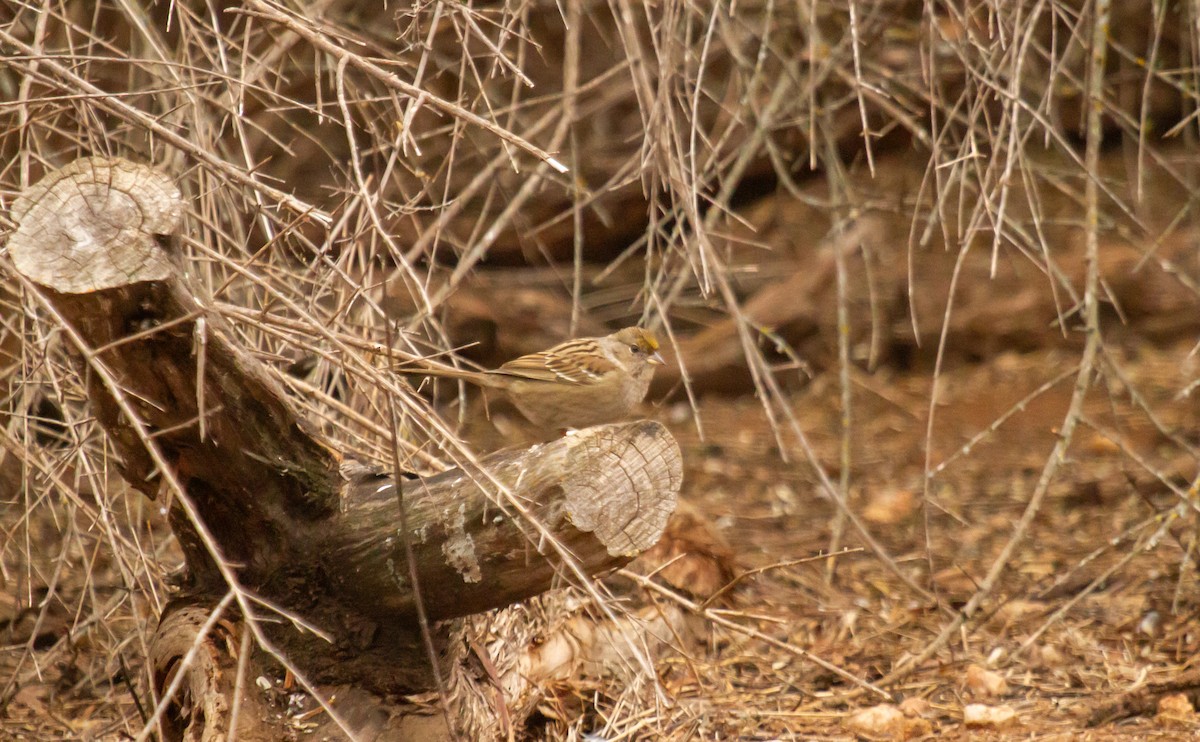 Golden-crowned Sparrow - ML630099973
