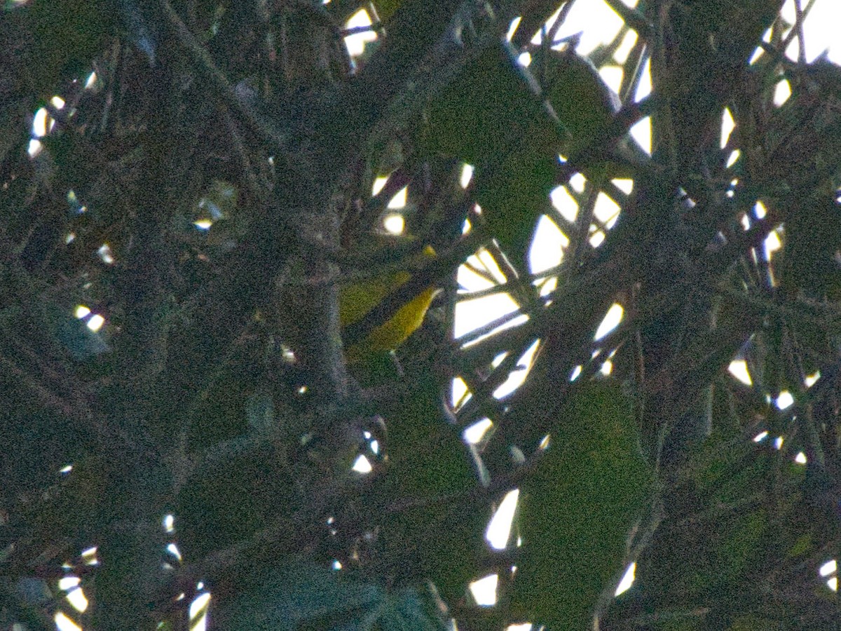Blue-winged Warbler - ML630100013