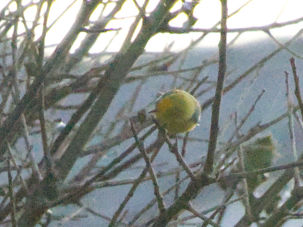 Blue-winged Warbler - ML630100015