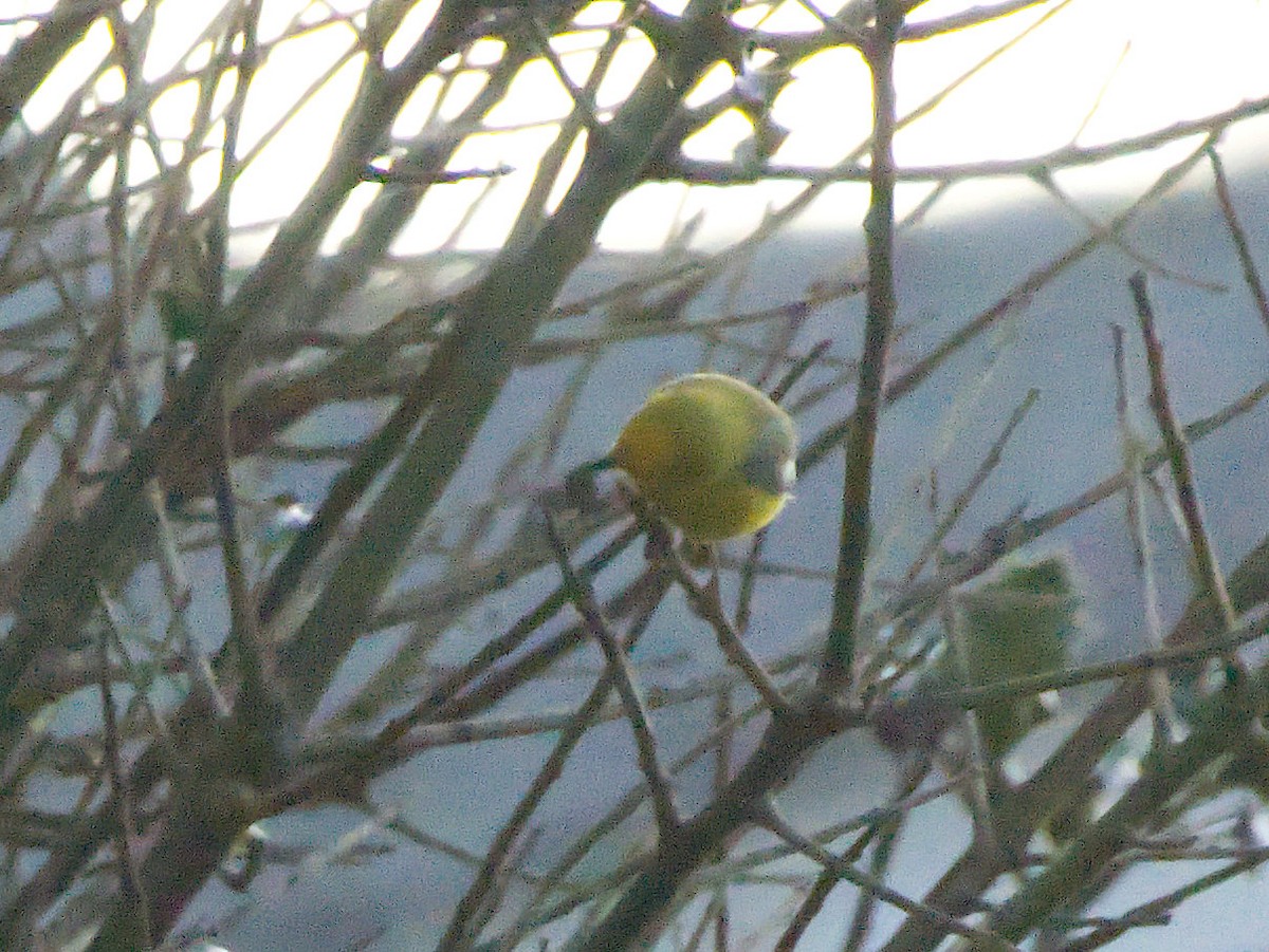 Blue-winged Warbler - ML630100016