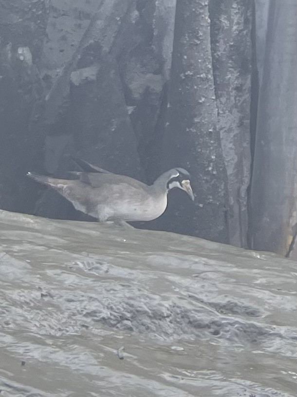 Masked Finfoot - ML630100029