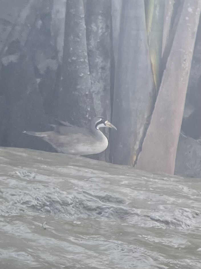 Masked Finfoot - ML630100030