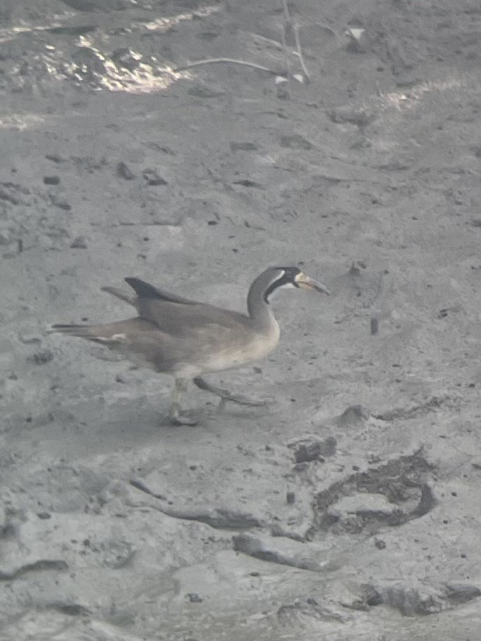 Masked Finfoot - ML630100031