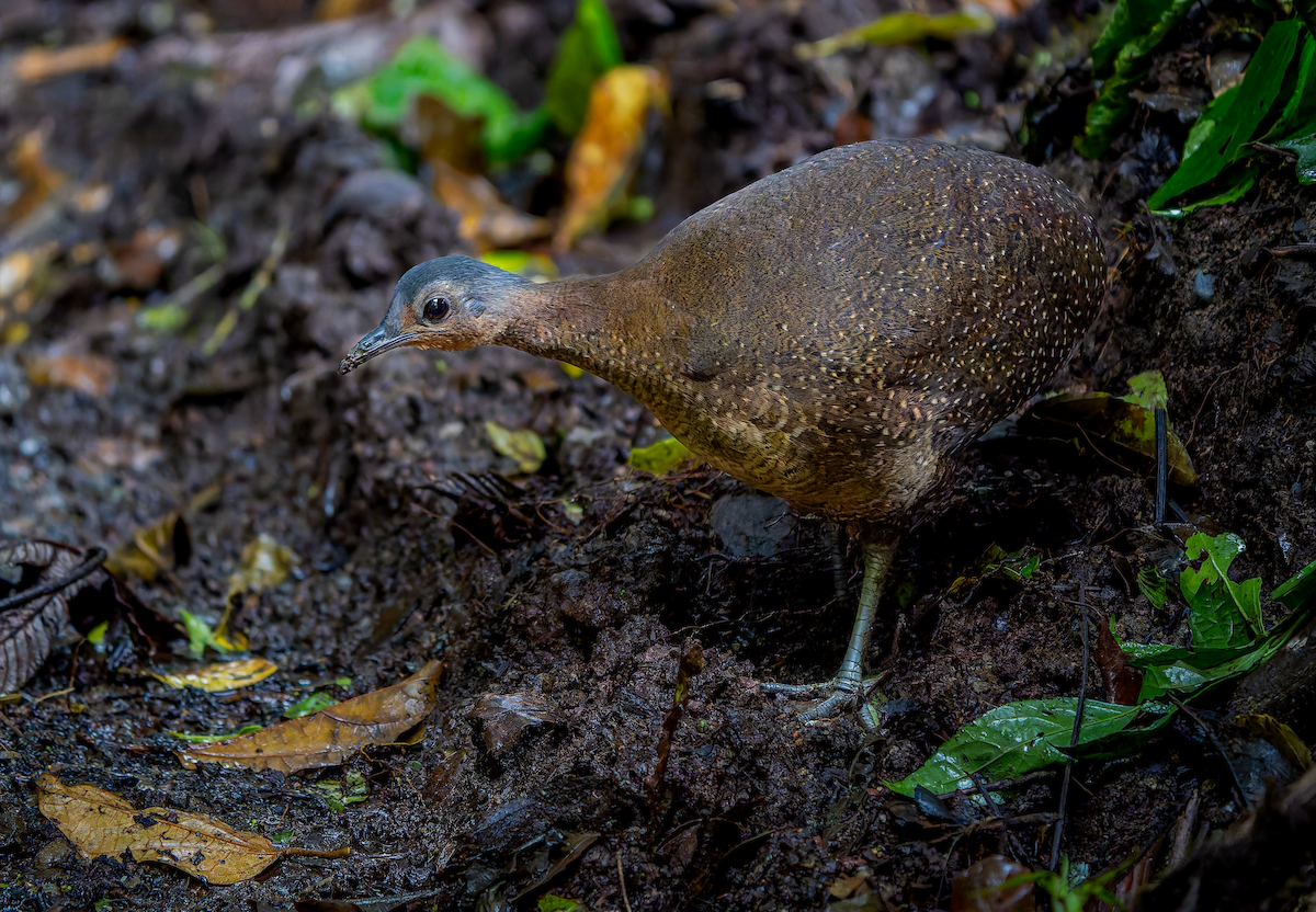 Highland Tinamou - ML630100123