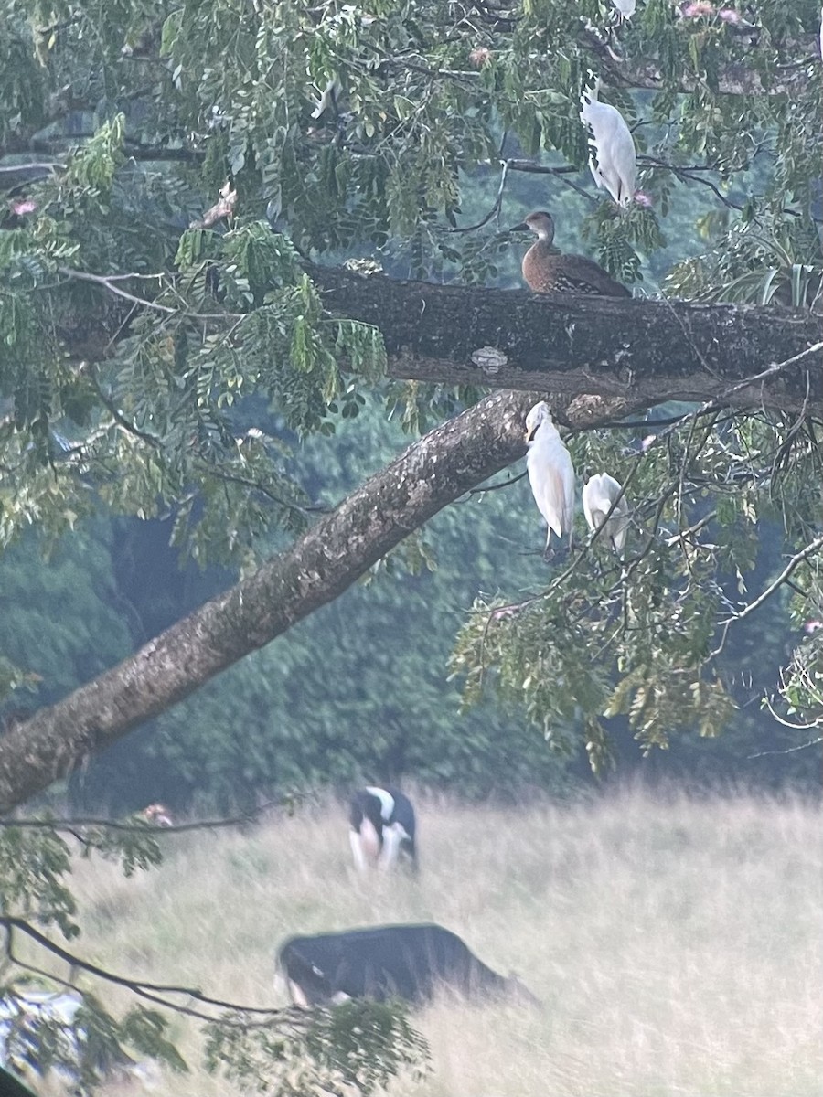West Indian Whistling-Duck - ML630100202