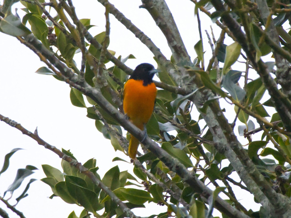 Baltimore Oriole - ML630100203