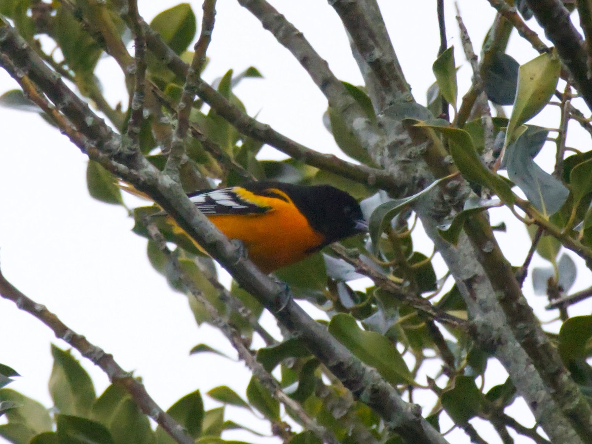 Baltimore Oriole - ML630100204